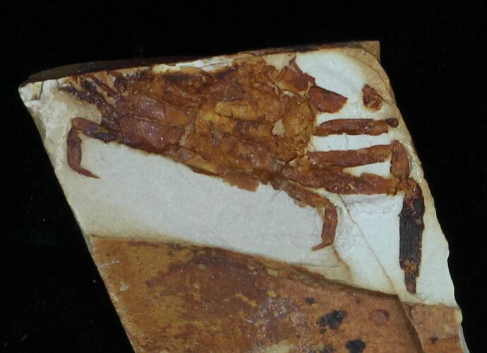 Fossil Pea Crab (Pinnixa) From California - Miocene #33079